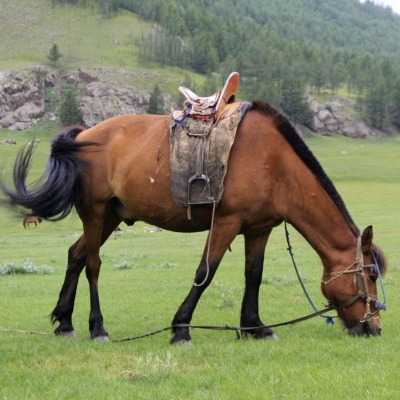 Horse Trekking - Saddled horse