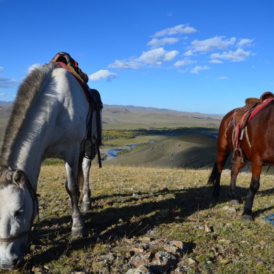 Horse Trekking - Horses on high point
